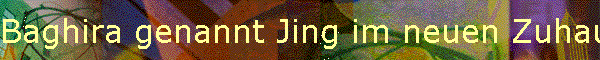 Baghira genannt Jing im neuen Zuhause